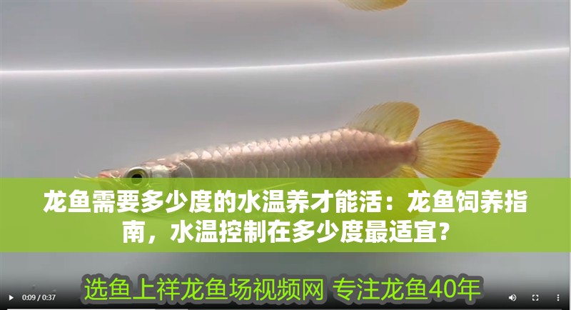 龍魚需要多少度的水溫養(yǎng)才能活：龍魚飼養(yǎng)指南，水溫控制在多少度最適宜？ 龍魚需要多少度的水溫養(yǎng)才能活：龍魚飼養(yǎng)指南，水溫控制在多少度最適宜？ 龍魚百科