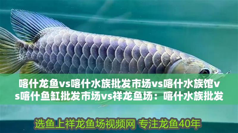 喀什龍魚vs喀什水族批發市場vs喀什水族館vs喀什魚缸批發市場vs祥龍魚場：喀什水族批發市場 喀什龍魚vs喀什水族批發市場vs喀什水族館vs喀什魚缸批發市場vs祥龍魚場：喀什水族批發市場 祥龍魚場各市分站 第2張
