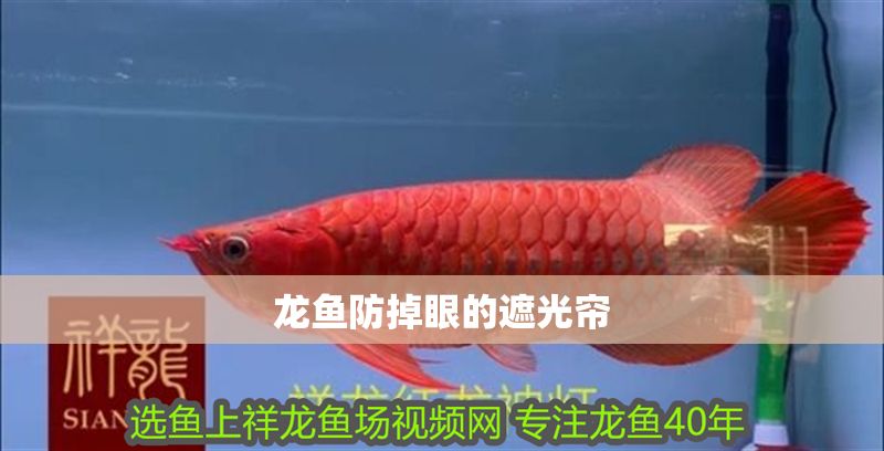 龍魚防掉眼的遮光簾