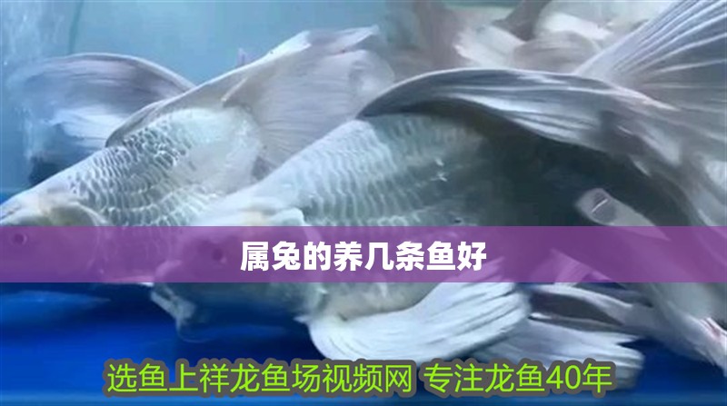 屬兔的養(yǎng)幾條魚好