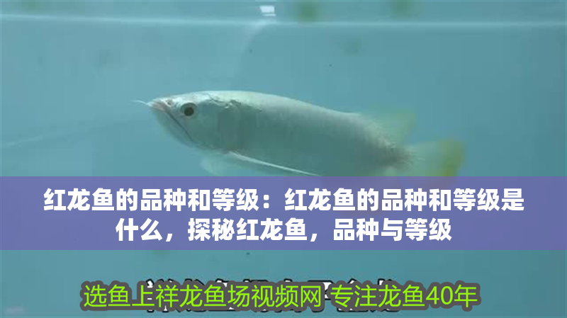 紅龍魚的品種和等級：紅龍魚的品種和等級是什么，探秘紅龍魚，品種與等級