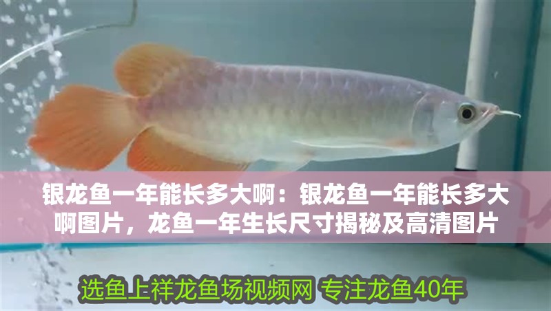 銀龍魚一年能長多大?。恒y龍魚一年能長多大啊圖片，龍魚一年生長尺寸揭秘及高清圖片