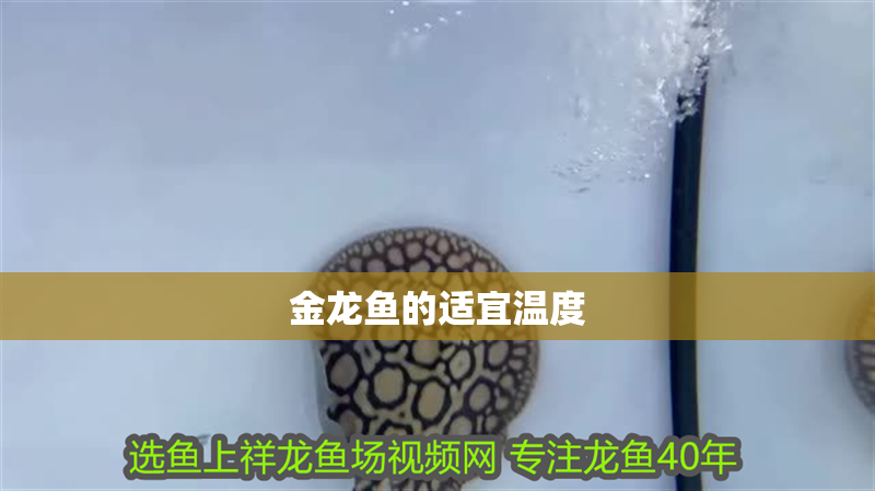 金龍魚的適宜溫度