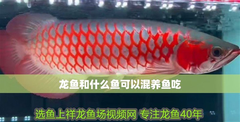 龍魚和什么魚可以混養魚吃