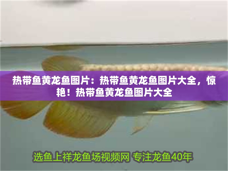 熱帶魚黃龍魚圖片：熱帶魚黃龍魚圖片大全，驚艷！熱帶魚黃龍魚圖片大全