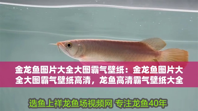 金龍魚圖片大全大圖霸氣壁紙：金龍魚圖片大全大圖霸氣壁紙高清，龍魚高清霸氣壁紙大全，震撼視覺
