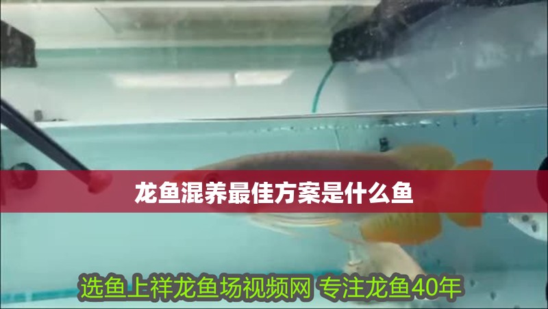 龍魚混養(yǎng)最佳方案是什么魚