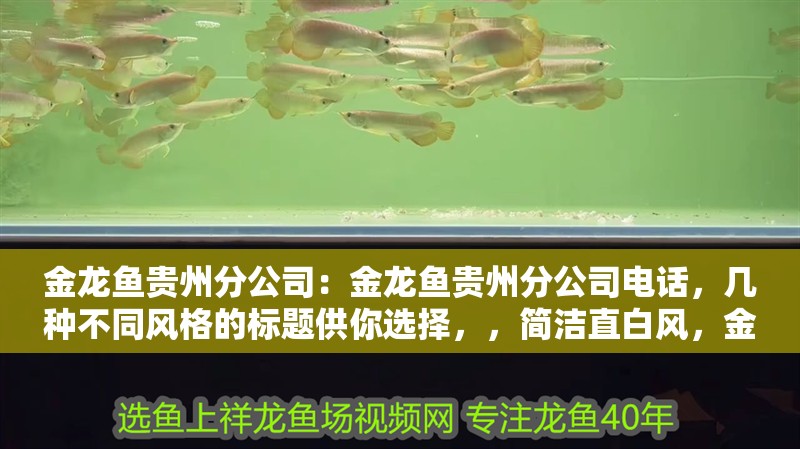 金龍魚貴州分公司：金龍魚貴州分公司電話，幾種不同風格的標題供你選擇，，簡潔直白風，金龍魚貴州分公司聯系方式之電話篇，實用指引風，速查！金龍魚貴州分公司電話在此，突出重點風，聚焦金龍魚貴州分公司，專屬聯系電話公布