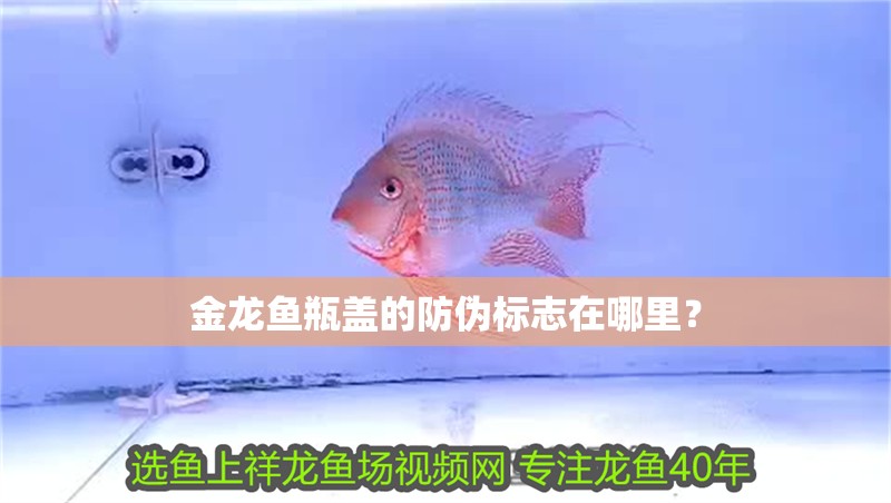 金龍魚瓶蓋的防偽標志在哪里？