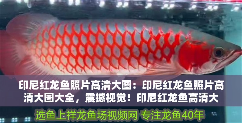 印尼紅龍魚照片高清大圖：印尼紅龍魚照片高清大圖大全，震撼視覺！印尼紅龍魚高清大