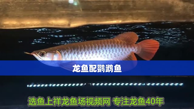 龍魚配鸚鵡魚