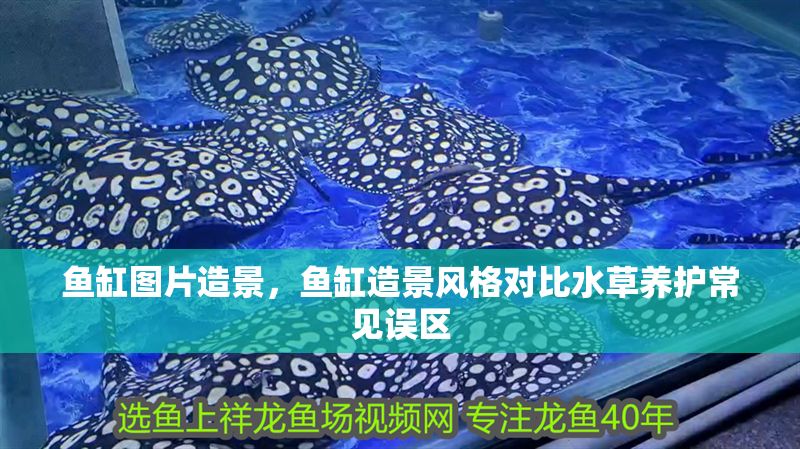 魚缸圖片造景，魚缸造景風格對比水草養護常見誤區