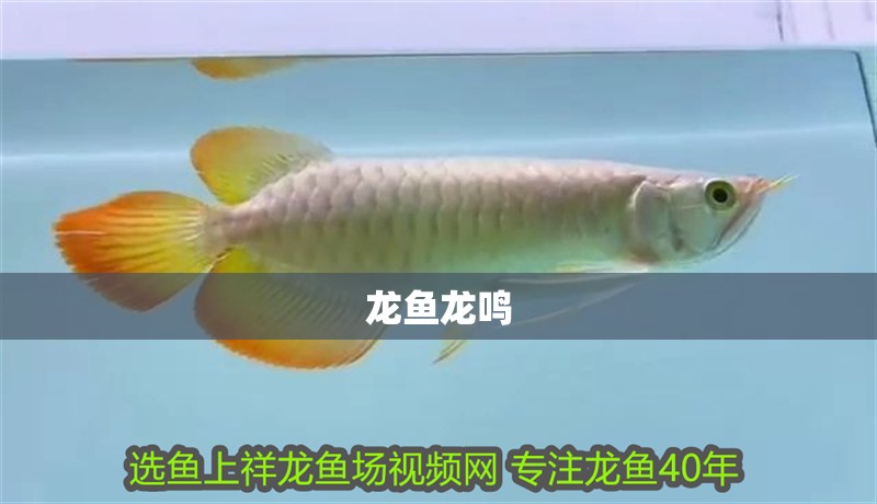 龍魚(yú)龍鳴