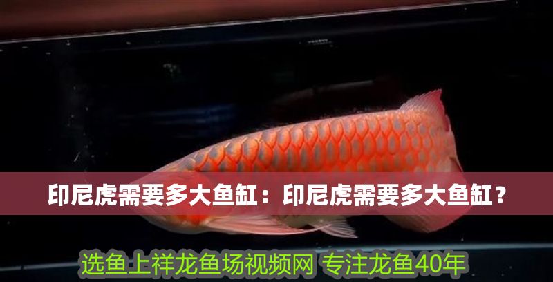 印尼虎需要多大魚缸：印尼虎需要多大魚缸？