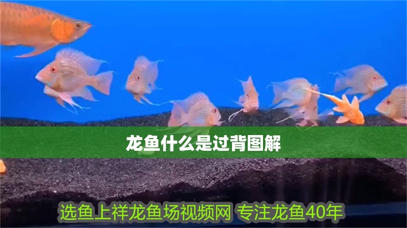 龍魚什么是過背圖解