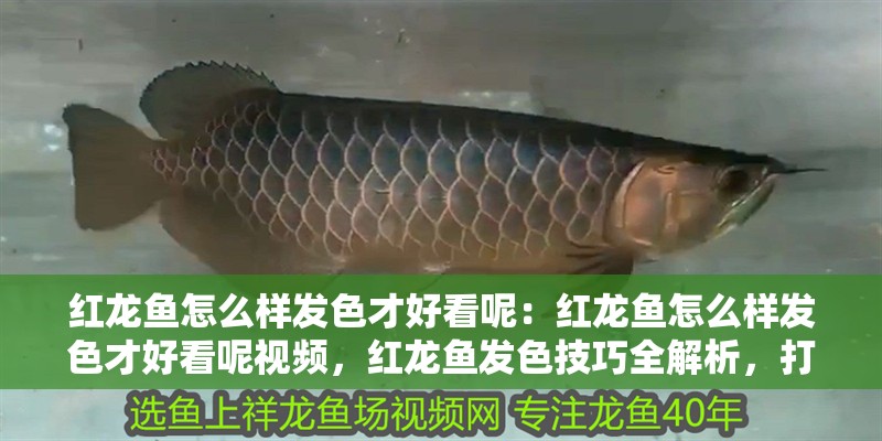 紅龍魚怎么樣發色才好看呢：紅龍魚怎么樣發色才好看呢視頻，紅龍魚發色技巧全解析，打造驚艷色澤的視頻指南