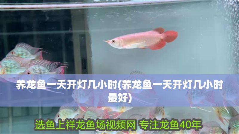 養(yǎng)龍魚一天開燈幾小時(養(yǎng)龍魚一天開燈幾小時最好)