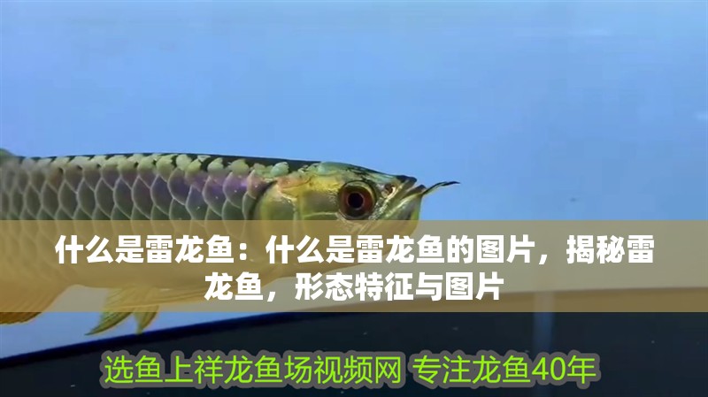 什么是雷龍魚：什么是雷龍魚的圖片，揭秘雷龍魚，形態特征與圖片