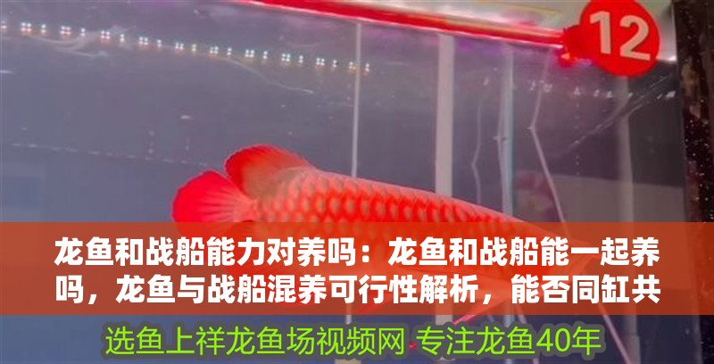 龍魚和戰(zhàn)船能力對(duì)養(yǎng)嗎：龍魚和戰(zhàn)船能一起養(yǎng)嗎，龍魚與戰(zhàn)船混養(yǎng)可行性解析，能否同缸共