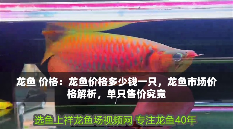 龍魚 價格：龍魚價格多少錢一只，龍魚市場價格解析，單只售價究竟