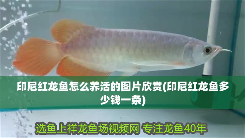 印尼紅龍魚怎么養(yǎng)活的圖片欣賞(印尼紅龍魚多少錢一條)