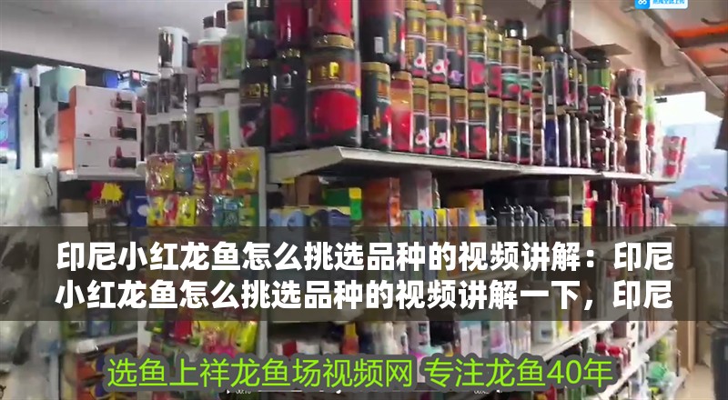 印尼小紅龍魚怎么挑選品種的視頻講解：印尼小紅龍魚怎么挑選品種的視頻講解一下，印尼小紅龍魚品種挑選全攻略視頻
