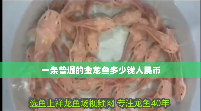 一條普通的金龍魚多少錢人民幣