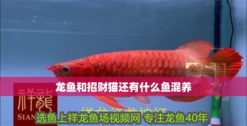 龍魚和招財貓還有什么魚混養(yǎng)