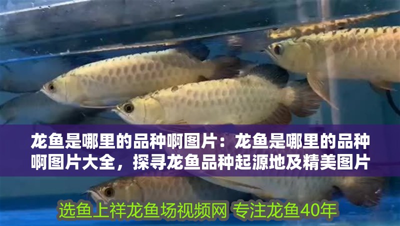 龍魚是哪里的品種啊圖片：龍魚是哪里的品種啊圖片大全，探尋龍魚品種起源地及精美圖片