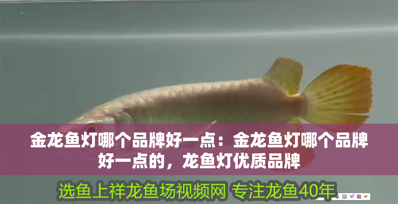 金龍魚燈哪個品牌好一點：金龍魚燈哪個品牌好一點的，龍魚燈優質品牌