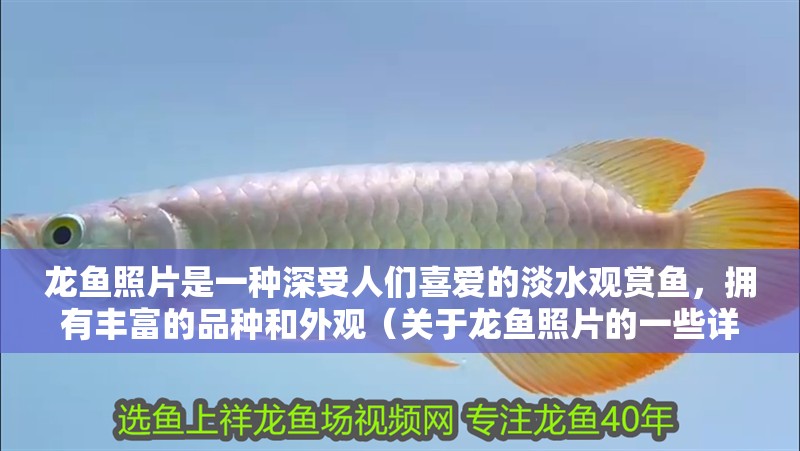 龍魚照片是一種深受人們喜愛的淡水觀賞魚，擁有豐富的品種和外觀（關(guān)于龍魚照片的一些詳細(xì)信息）