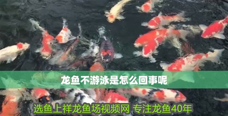 龍魚不游泳是怎么回事呢