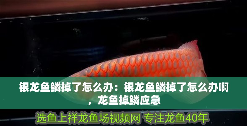 銀龍魚鱗掉了怎么辦：銀龍魚鱗掉了怎么辦啊，龍魚掉鱗應急