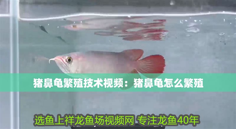 豬鼻龜繁殖技術視頻：豬鼻龜怎么繁殖