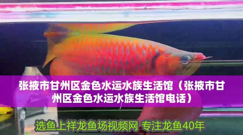 張掖市甘州區金色水運水族生活館（張掖市甘州區金色水運水族生活館電話）