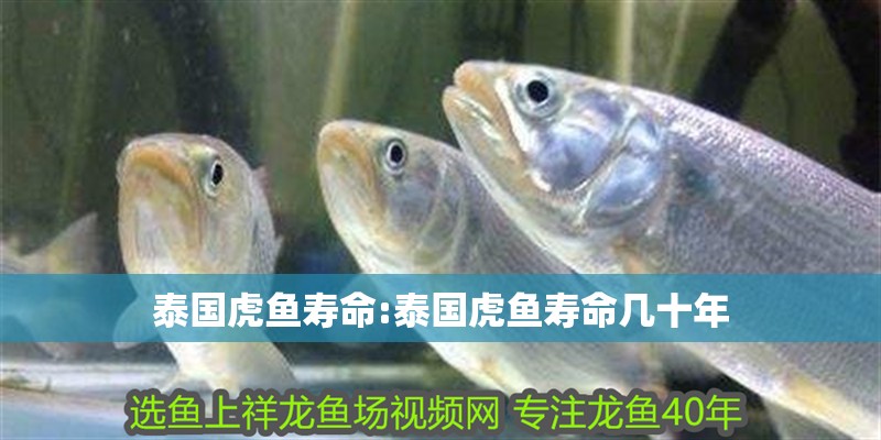泰國虎魚壽命:泰國虎魚壽命幾十年