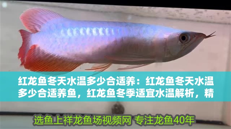 紅龍魚冬天水溫多少合適養(yǎng)：紅龍魚冬天水溫多少合適養(yǎng)魚，紅龍魚冬季適宜水溫解析，精準把控促健康生長