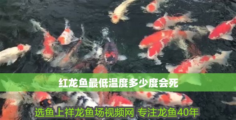 紅龍魚最低溫度多少度會死