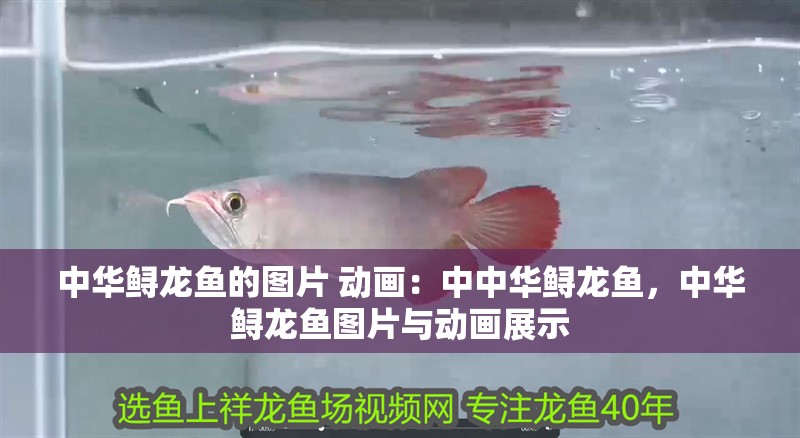 中華鱘龍魚的圖片 動畫：中中華鱘龍魚，中華鱘龍魚圖片與動畫展示