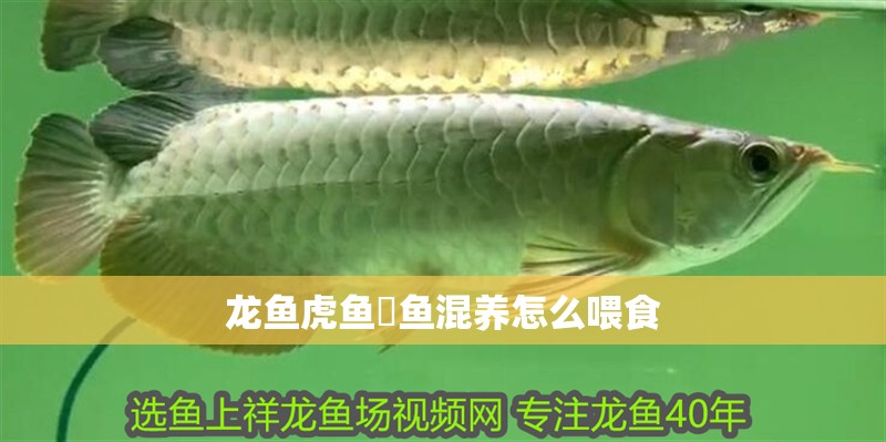 龍魚虎魚魟魚混養怎么喂食