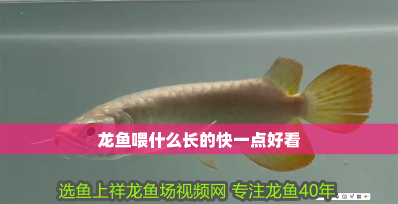 龍魚喂什么長(zhǎng)的快一點(diǎn)好看 龍魚百科 第2張 龍魚喂什么長(zhǎng)的快一點(diǎn)好看 龍魚喂什么長(zhǎng)的快一點(diǎn)好看 龍魚百科 第2張