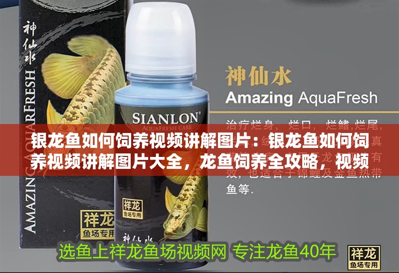 銀龍魚如何飼養(yǎng)視頻講解圖片：銀龍魚如何飼養(yǎng)視頻講解圖片大全，龍魚飼養(yǎng)全攻略，視頻講解與