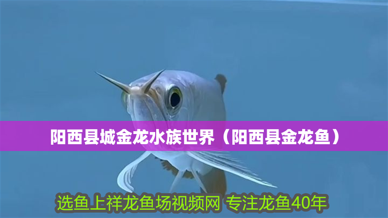 陽西縣城金龍水族世界（陽西縣金龍魚）
