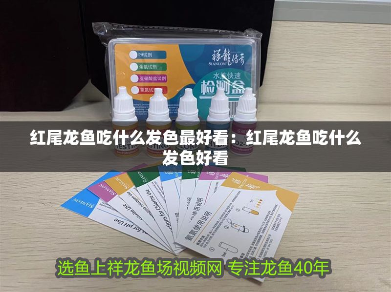 紅尾龍魚吃什么發(fā)色最好看：紅尾龍魚吃什么發(fā)色好看
