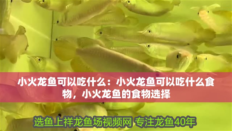 小火龍魚可以吃什么：小火龍魚可以吃什么食物，小火龍魚的食物選擇