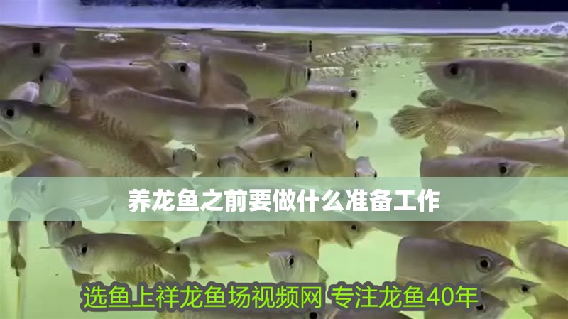 養龍魚之前要做什么準備工作