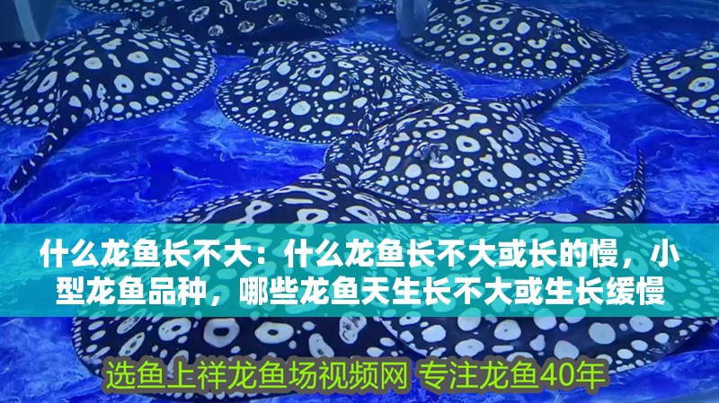 什么龍魚長不大：什么龍魚長不大或長的慢，小型龍魚品種，哪些龍魚天生長不大或生長緩慢