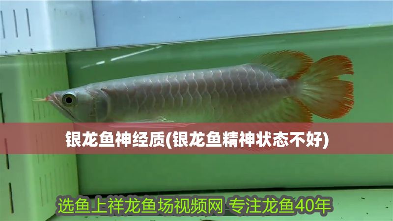 銀龍魚神經(jīng)質(zhì)(銀龍魚精神狀態(tài)不好) 銀龍魚神經(jīng)質(zhì)(銀龍魚精神狀態(tài)不好) 銀龍魚百科 第1張