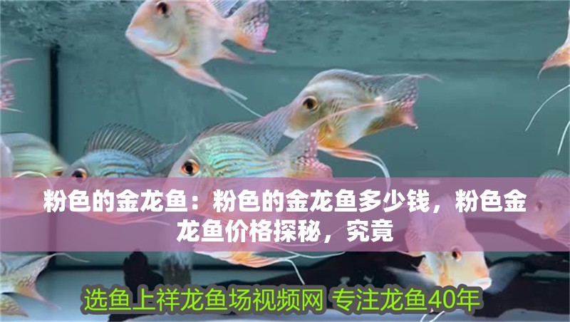粉色的金龍魚：粉色的金龍魚多少錢，粉色金龍魚價(jià)格探秘，究竟