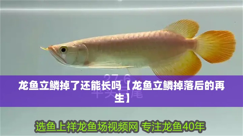 龍魚立鱗掉了還能長嗎【龍魚立鱗掉落后的再生】